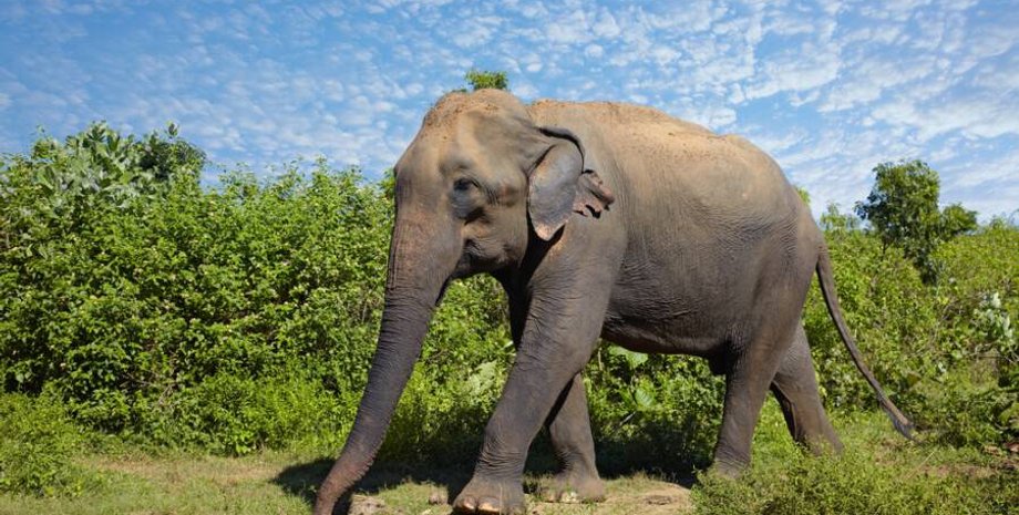 Мьянма, слон, самец, самка, дети, социальное, поведение