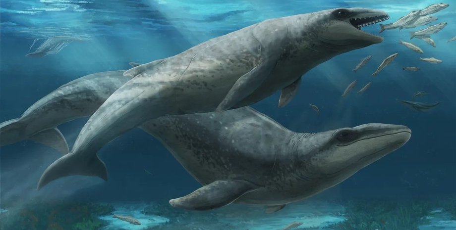 древний кит с ззубами