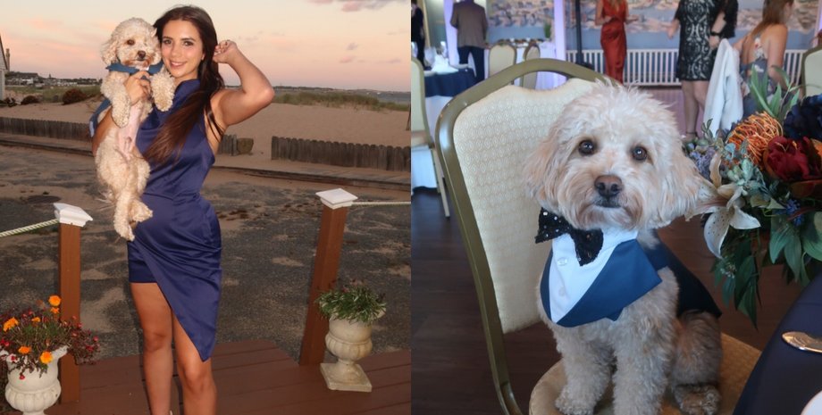 Свадьба, собака, пес, пушистый джентльмен, девушка привела пса на свадьбу, голдендудль, необычный гость, необычная свадьба, пушистый друг, TikTok
