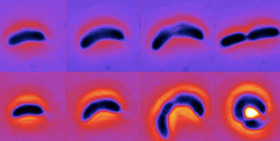 бактерии, супербактерии, адаптация