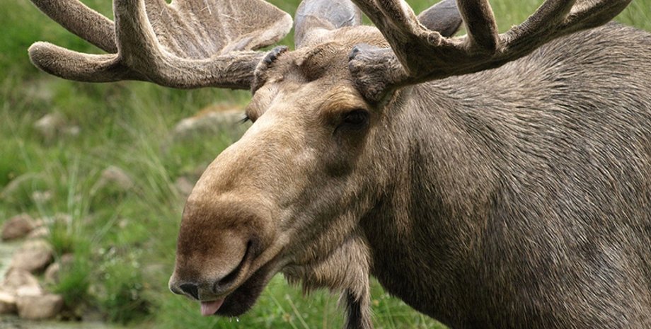 Фото: flickr.com