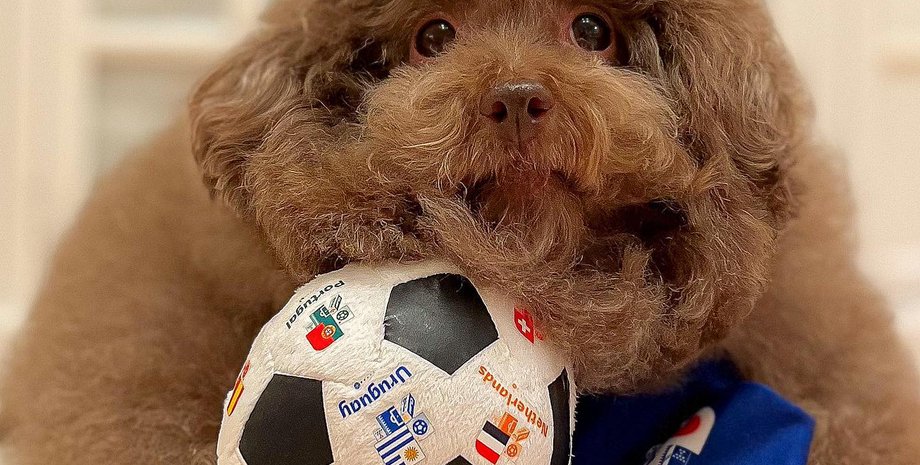 пудель Моху