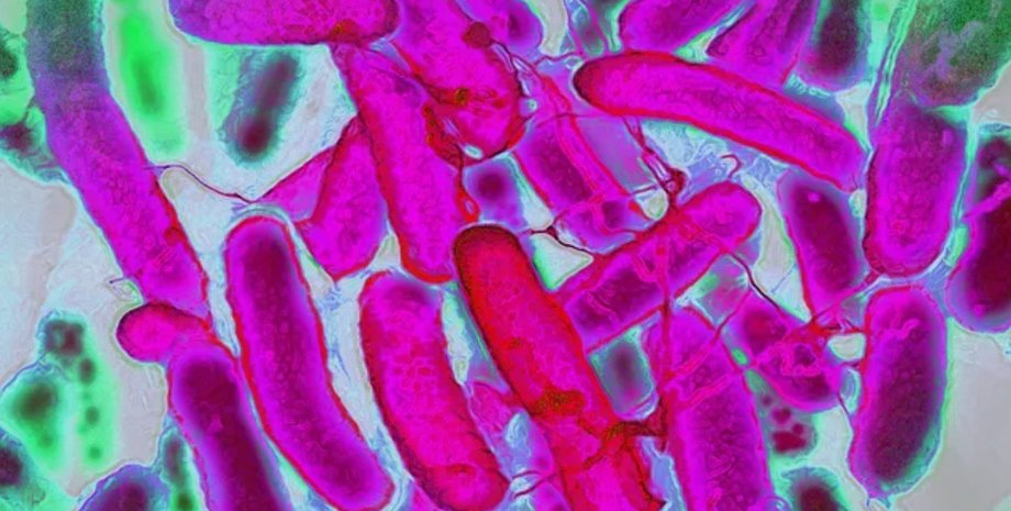 кишечная палочка