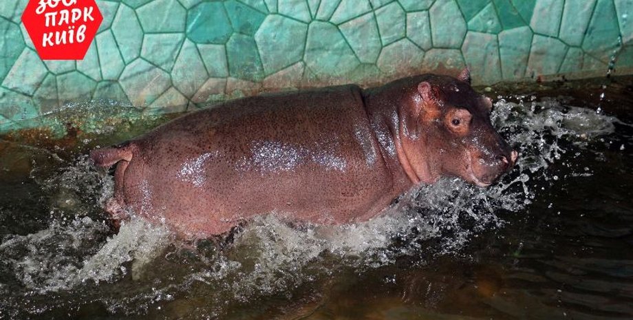 Юная питомица киевского зоопарка / Фото: facebook.com/zoo.kiev.ua