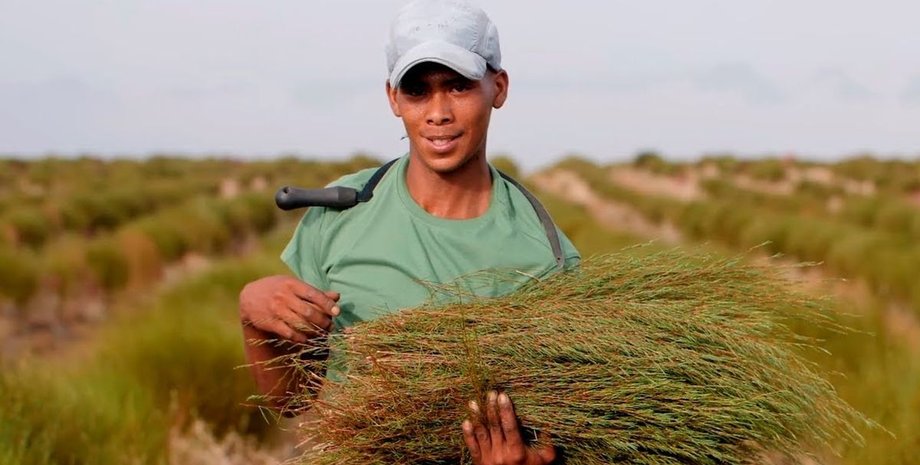 ЮАР, чай, ройбуш,