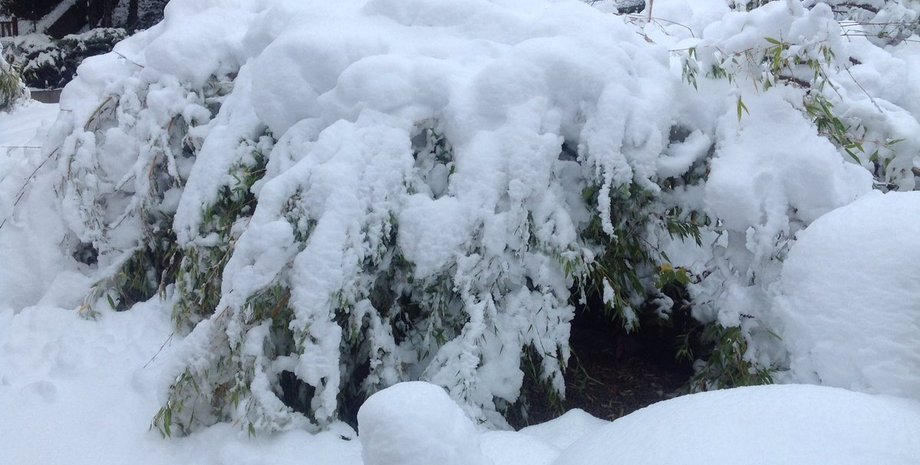 Фото twitter.com/arnalgeo