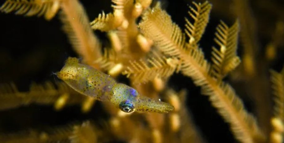 кальмар, карликовій кальмар