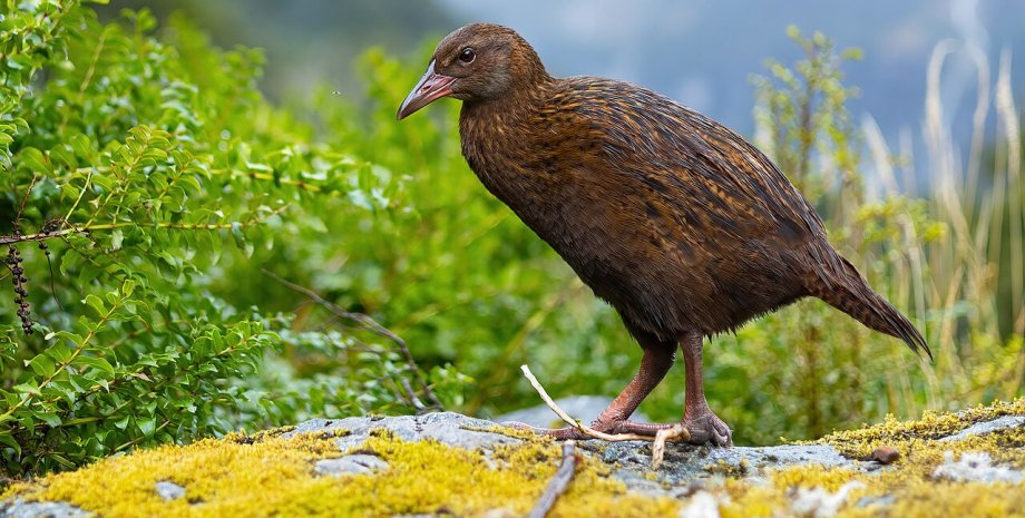 Пастушок-уэка, курица маори, вымирающий вид, вымирающая птица