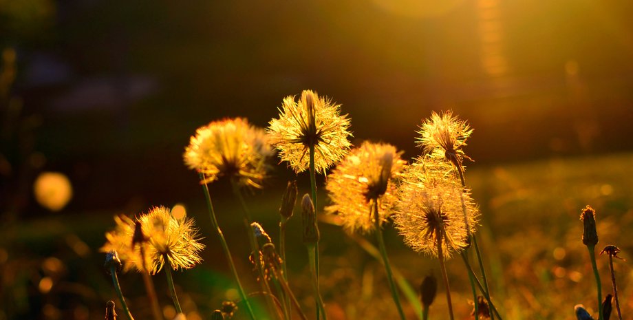 Фото из открытого источника