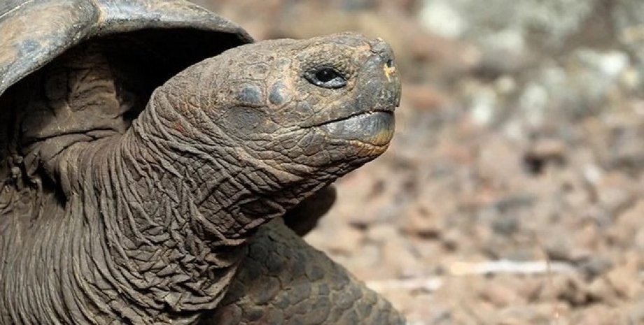 Гигантская черепаха, Галапагосские острова