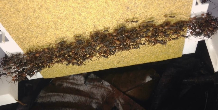 муравьи, колония муравьев, мегаструктура