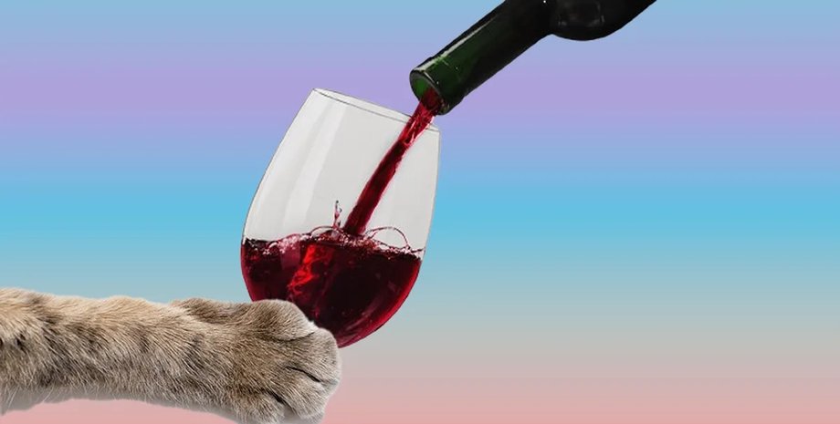 кошка вино
