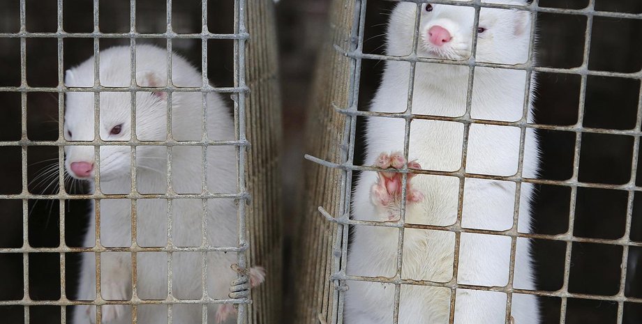 норки, ферма