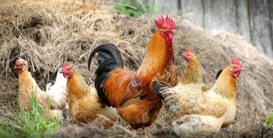 Древнеримские верования, Священные курицы, Птичьи оракулы, Авгуры в Древнем Риме, Пророчества от птиц, Битва при Дрепане, История римского военно-морского флота, история, верования