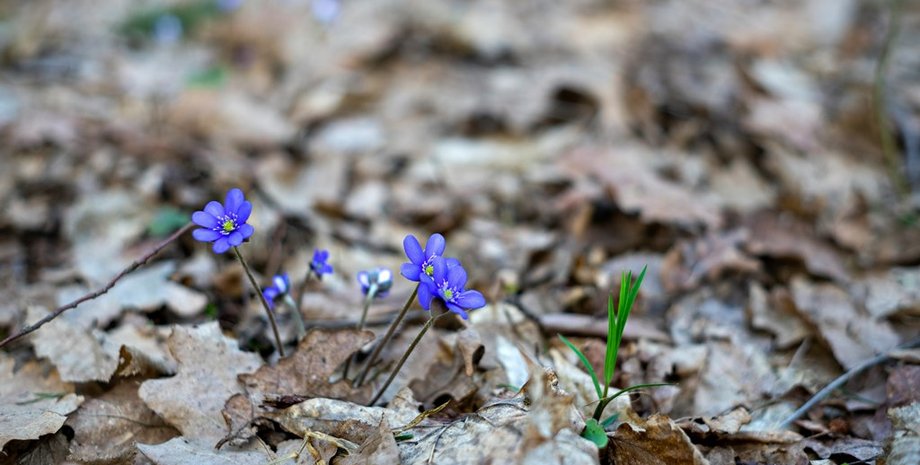 Погода у березні буде близькою до норми