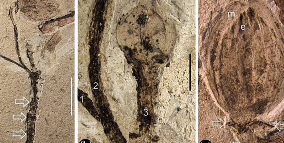 Окаменелость, древнее растение, Florigerminis jurassica