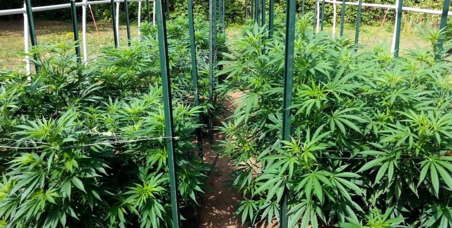 выращивание марихуаны в украине