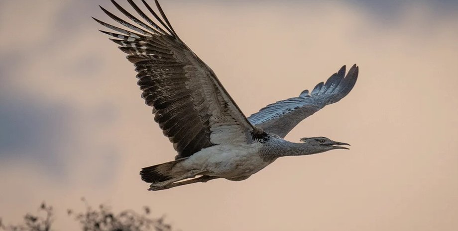 птах, найважчий птах, дрохва кору