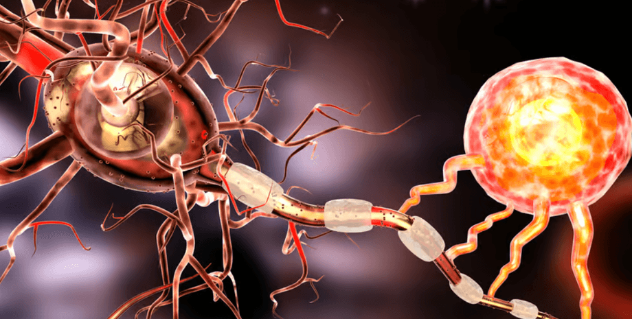 атакованный нейрон, нейрон, миелиновая оболочка