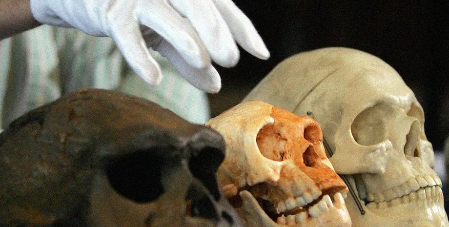 хоббит, гуманоидный вид