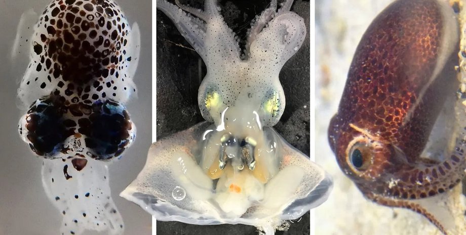 кальмар, кальмар Бреннера