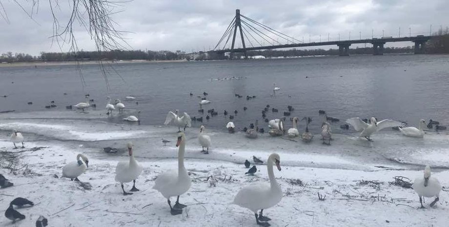 лебеди в парке Киева, лебеди парк наталка