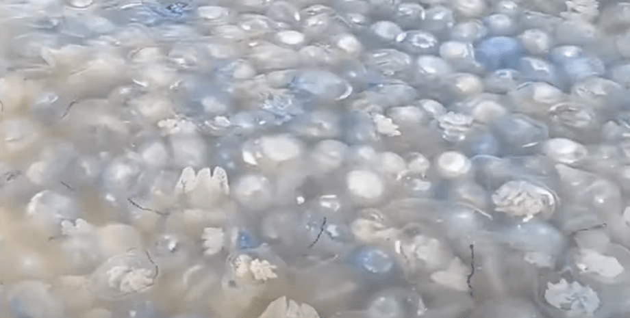 Азовское море медузы