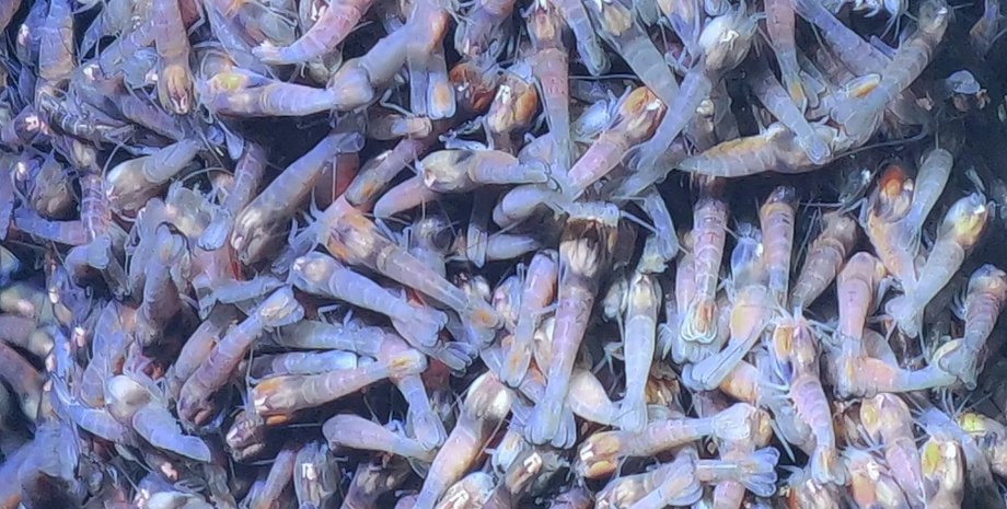 креветки, океан