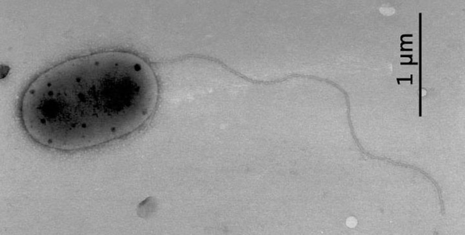 микробы, МКС, бактерии