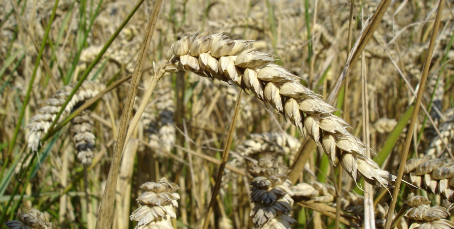 вторгнення росії в Україну, ринок зернових, імпорт зернових України, експорт пшениці України