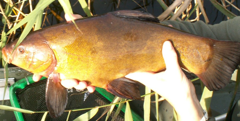 пресноводная рыба, вымирание, реки