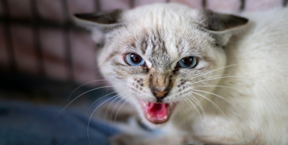 кошки агрессия, кошки плохое поведение