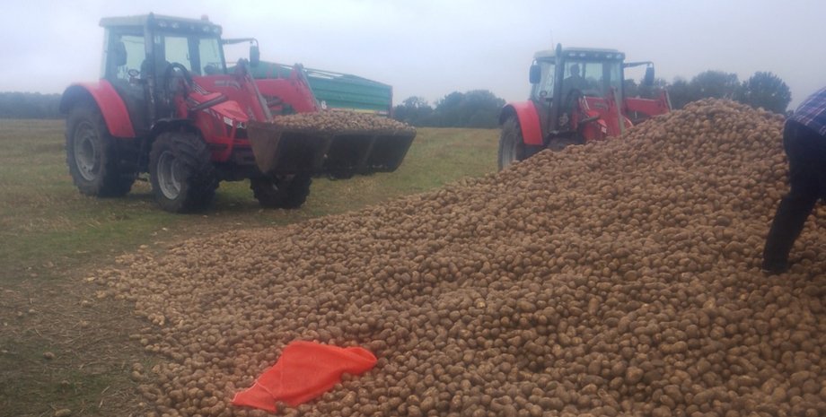 Польский фермер потерял 150 тонн картофеля после того, как в сети распространился фейковый пост о бесплатной раздаче урожая