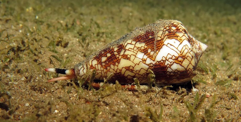 ракушка, улитка, ядовитая улитка, конусная улитка