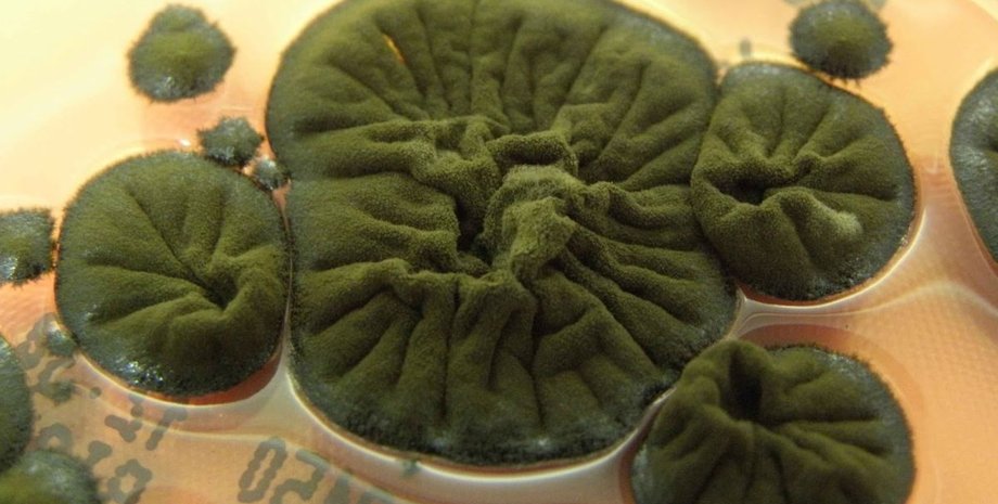 чорнобиль гриб