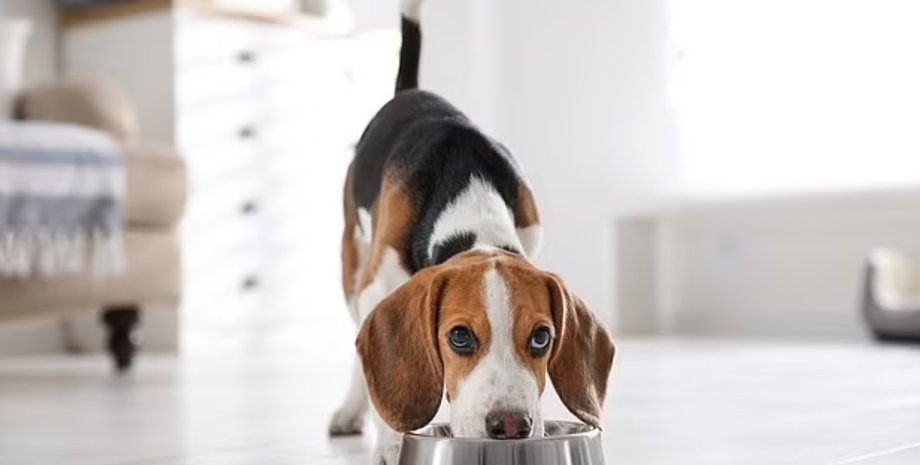 корм для собак, как выбрать корм, чем кормить собаку, чем кормить собаку