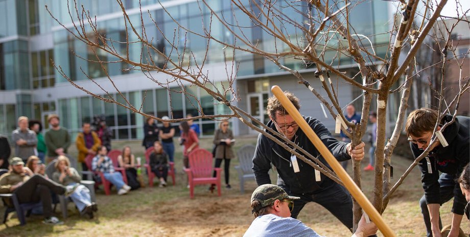 дерево, щеплення дерев, дерево 40 фруктів