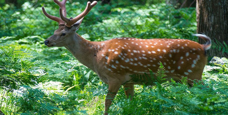 пятнистый олень в лесу
