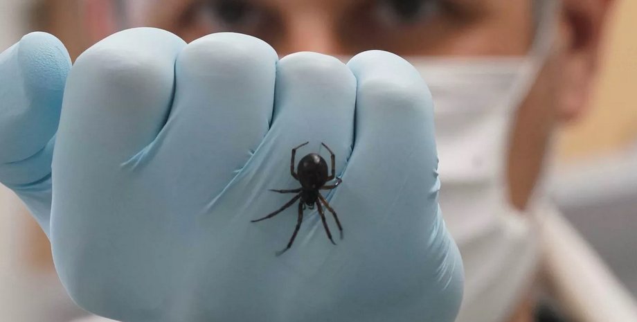 Паук, ложная черная вдова