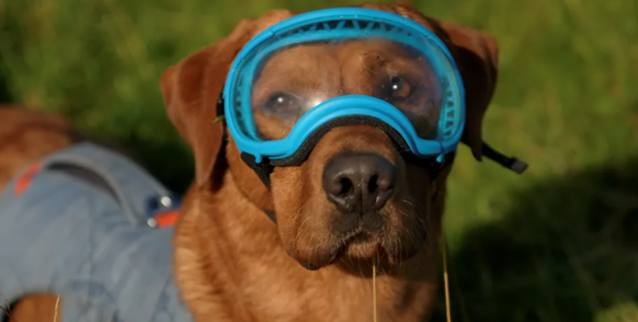 Пес-шукач Вуді носить захисні окуляри Пес-шукач, пес Вуді, захисні окуляри, собака-шукач