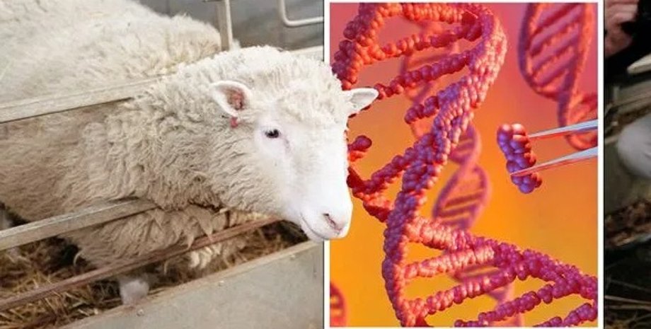 овечка, днк, доллі, клонування