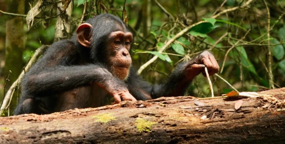 шимпанзе, шимпанзе навички