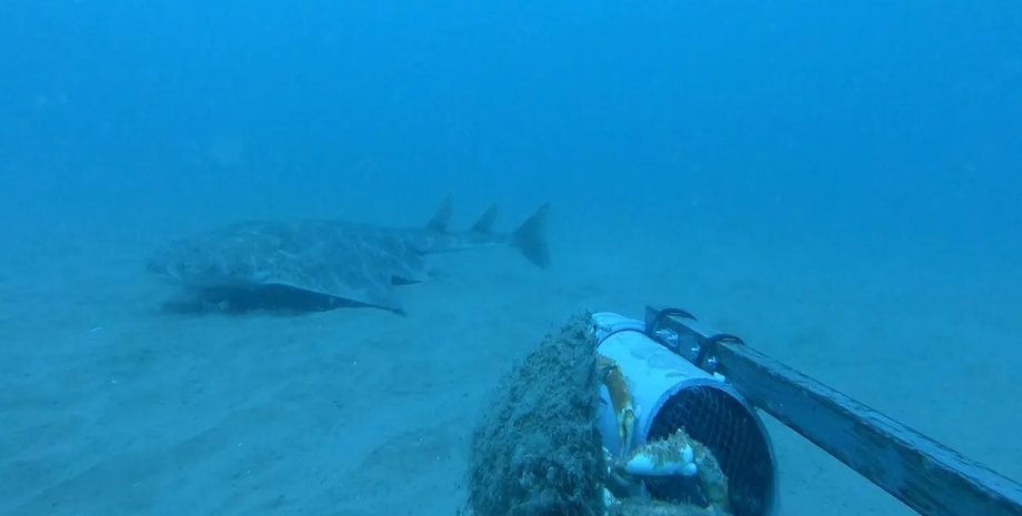 редкая акула ангел