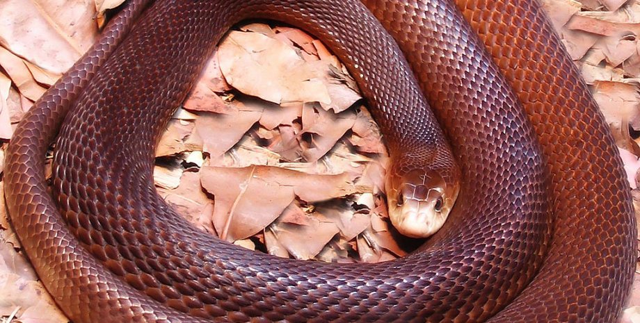 змея тайпан, самые опасные змеи, ядовитая змея, исследование противоядия, Кевин Бадден, охота на змей, герпетолог, Квинсленд, яд, лечение, история, исследование, несчастный случай