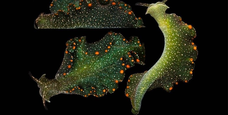 слизень, мангровый слизень, мангровый моллюск