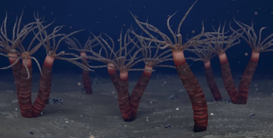 древний предок медуз