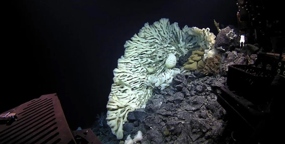 губка океан рекорд