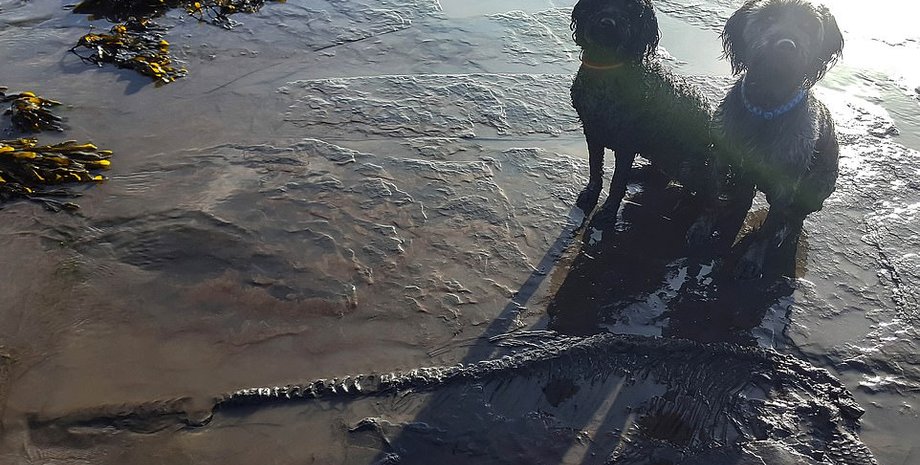 Фото: Jon Gopsill