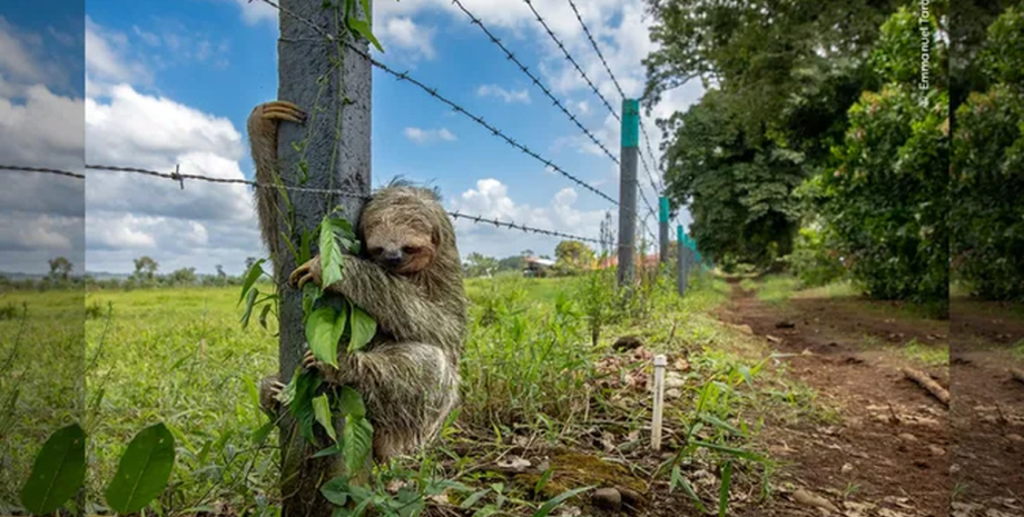 Лінивець відчайдушно чіпляється за стовп із колючим дротом: на те була причина0