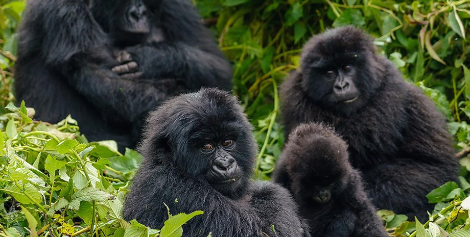 Гориллы из "семьи Хирва" / Фото: www.wildugandasafaris.com